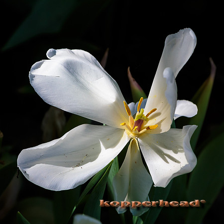 51124 05 2016 Kopperhead