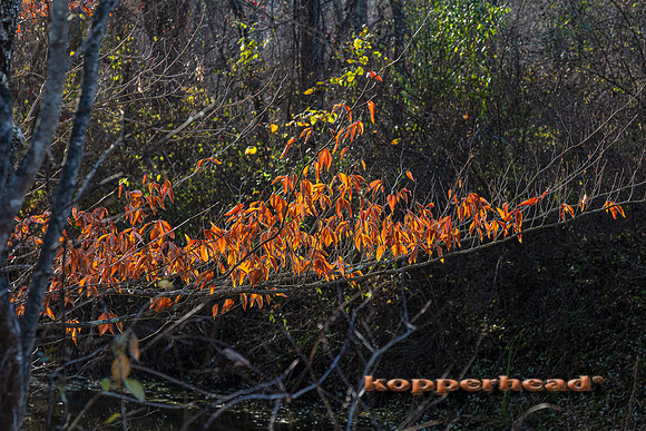 07107 12 2021 Kopperhead