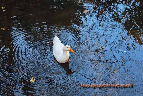 44744 11 2015 Kopperhead
