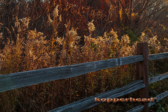 44528 11 2015 Kopperhead
