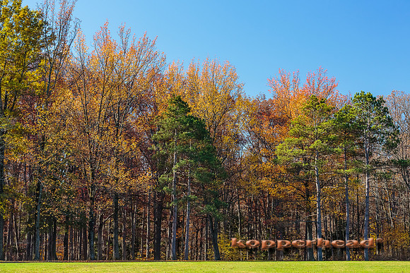 44643 11 2015 Kopperhead