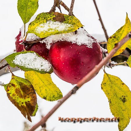 45780 11 2015 Kopperhead