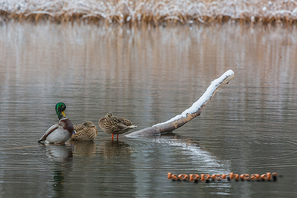 45753 11 2015 Kopperhead