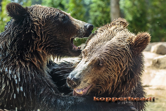 08048 07 2013 Kopperhead