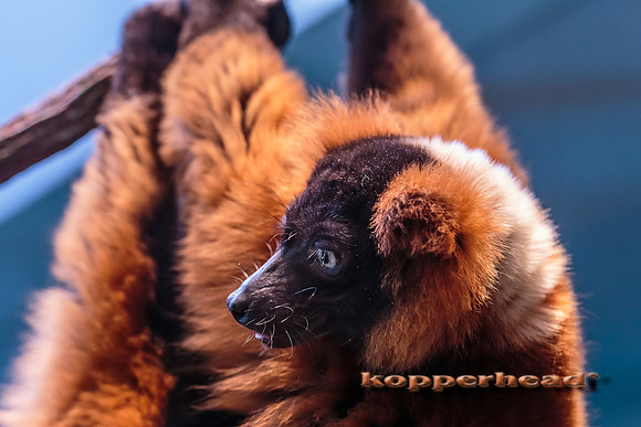 50347 04 2016 Kopperhead