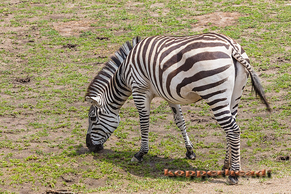 37400 05 2019 Kopperhead