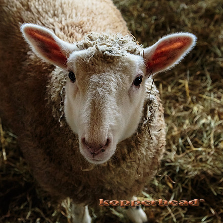12918 10 2013 Kopperhead