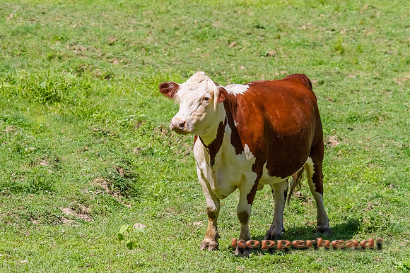 54768 08 2012 Kopperhead