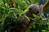 Wildlife