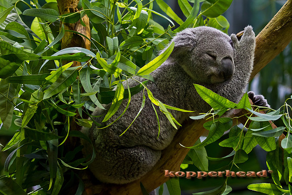 18235 02 2011 Kopperhead