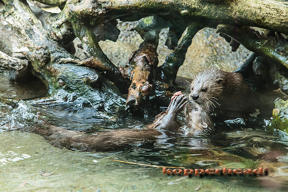 34451 06 2015 Kopperhead