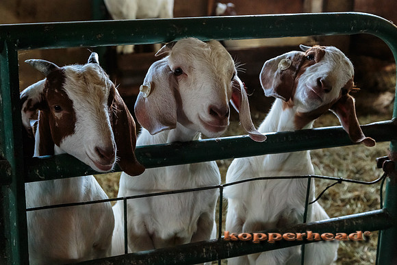 12914 10 2013 Kopperhead