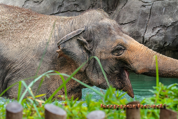 49573 07 2012 Kopperhead