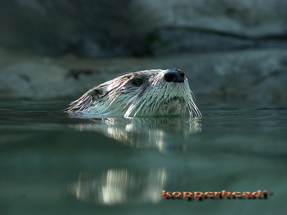 AZ Otter Head Out 1744x