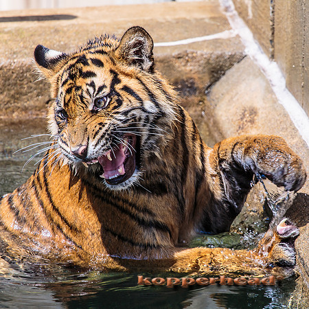 21654 06 2014 Kopperhead
