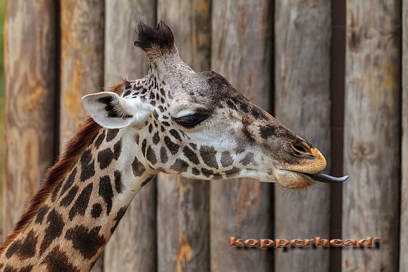 49557 07 2012 Kopperhead