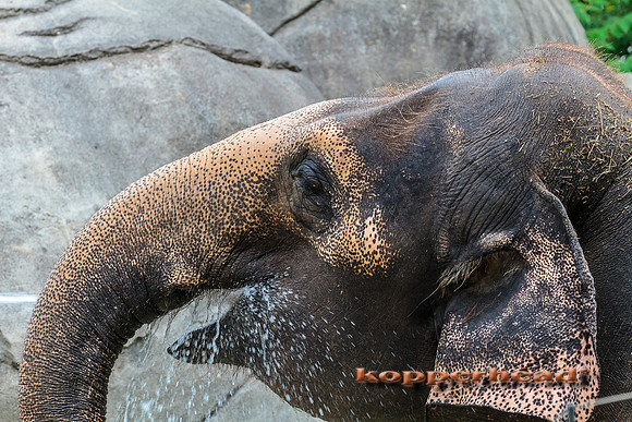 49587 07 2012 Kopperhead