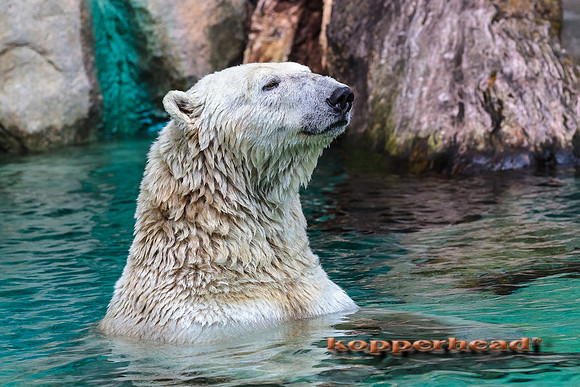 49441 07 2012 Kopperhead