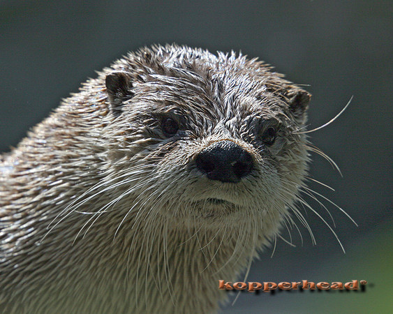 4254x 05 2005 Kopperhead