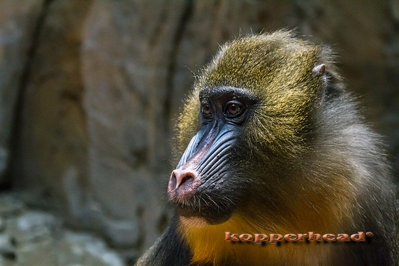 48156 06 2012 Kopperhead
