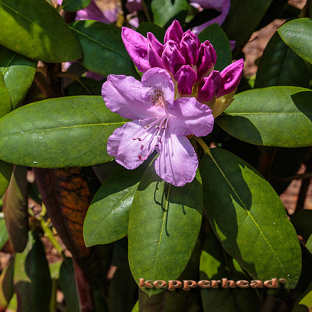 52193 05 2016 Kopperhead