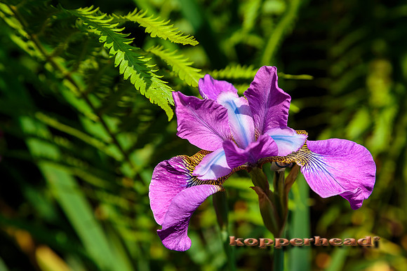 52208 05 2016 Kopperhead