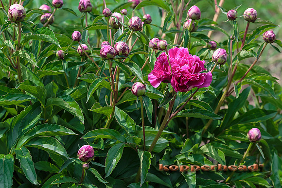 52215 05 2016 Kopperhead