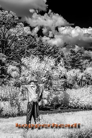 69425ir 05 2016 Kopperhead