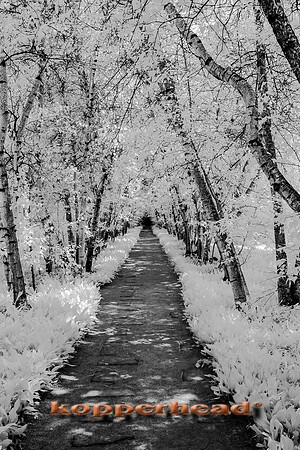 69430ir 05 2016 Kopperhead