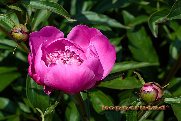 52124 05 2016 Kopperhead