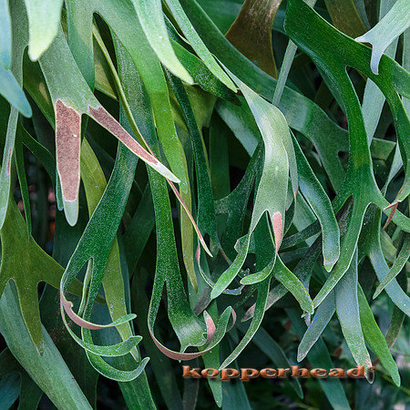 52201 05 2016 Kopperhead
