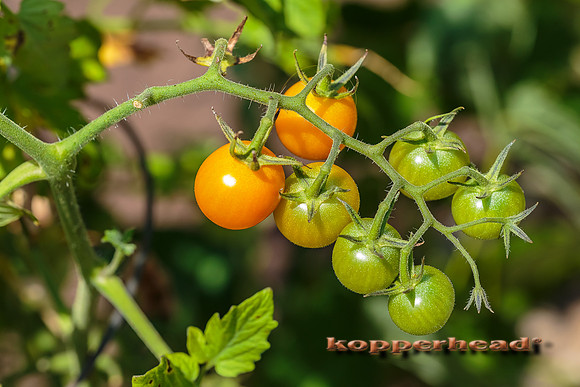 39680 08 2015 Kopperhead