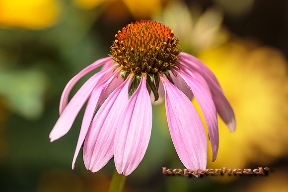 39598 08 2015 Kopperhead
