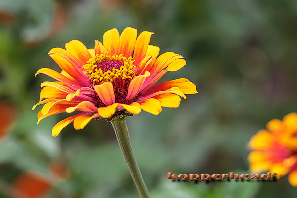 39516 08 2015 Kopperhead