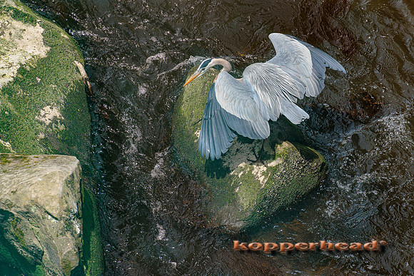 38243 04 2022 Kopperhead