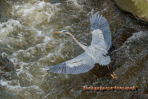 38261 04 2022 Kopperhead