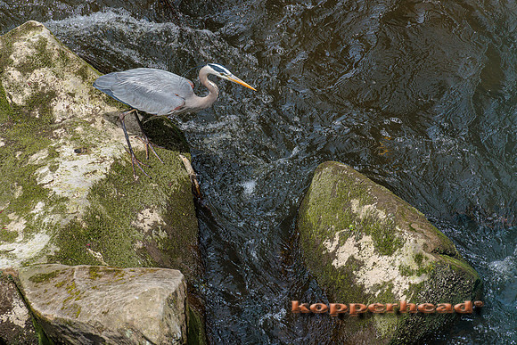38235 04 2022 Kopperhead