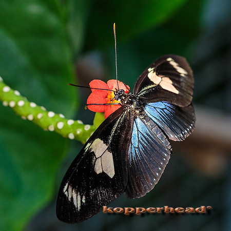 45088 11 2015 Kopperhead
