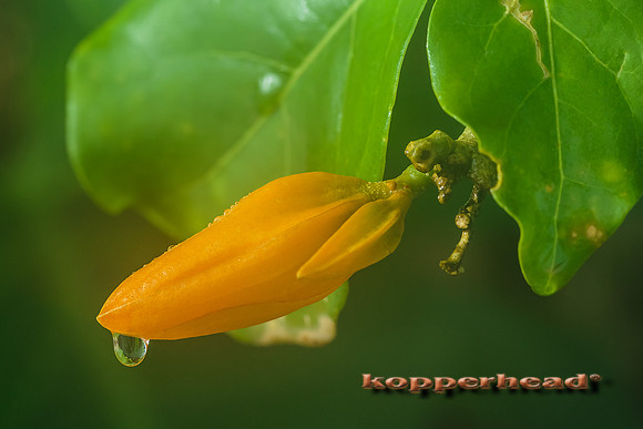 45192 11 2015 Kopperhead
