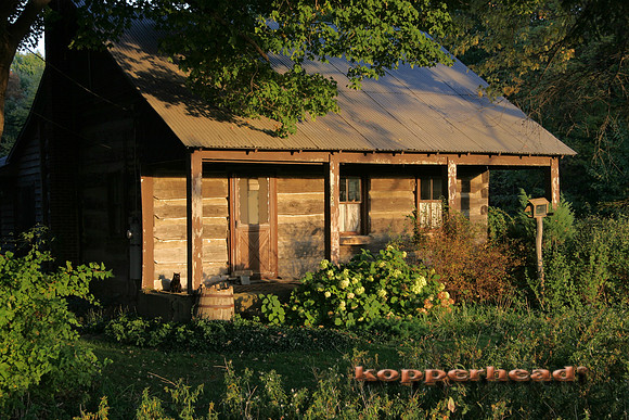 1431x 10 2004 Kopperhead