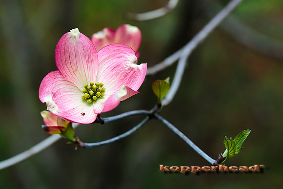 50711 04 2016 Kopperhead