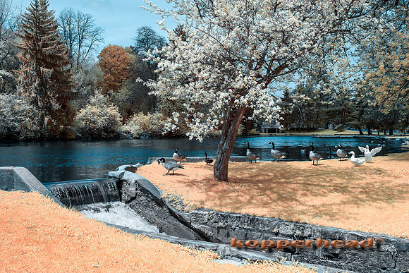 69315ir 04 2016 Kopperhead
