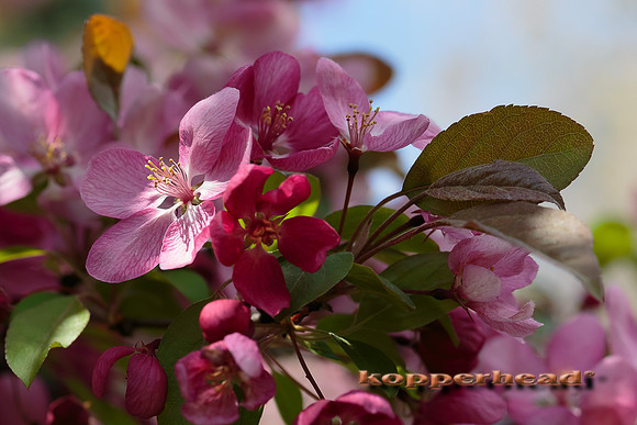 50705 04 2016 Kopperhead