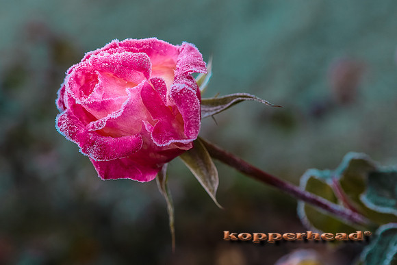 43388 10 2015 Kopperhead