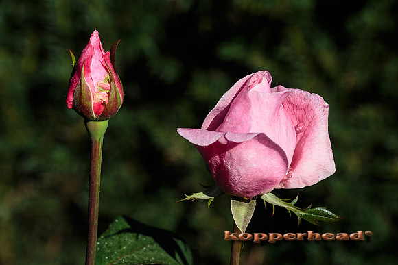 43571 10 2015 Kopperhead