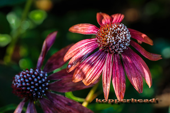 43508 10 2015 Kopperhead