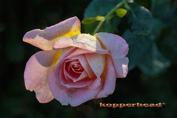 43592 10 2015 Kopperhead
