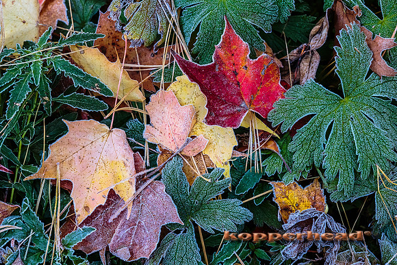 43466 10 2015 Kopperhead