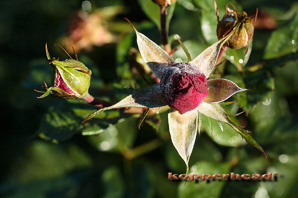 43613 10 2015 Kopperhead