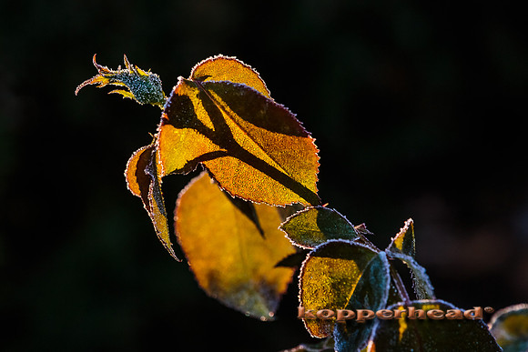 43406 10 2015 Kopperhead